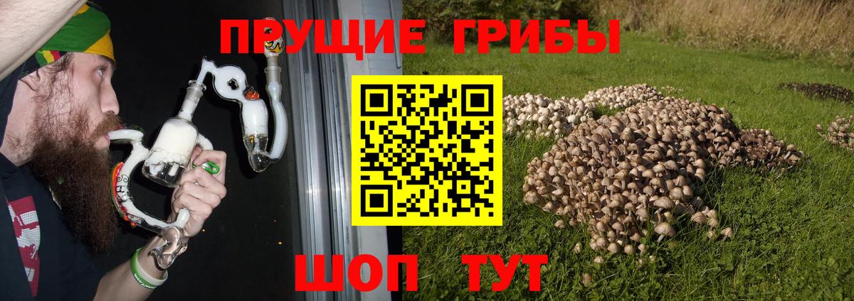 Псилоцибиновые грибы Cubensis  купить закладку  Большой Камень  Вход с VPN 